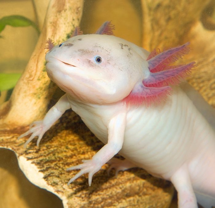 Fishtian | Axolotl