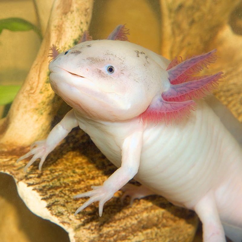 2-Axolotl